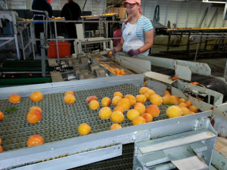 nanoworks coatings for fresh produce conveyor systems